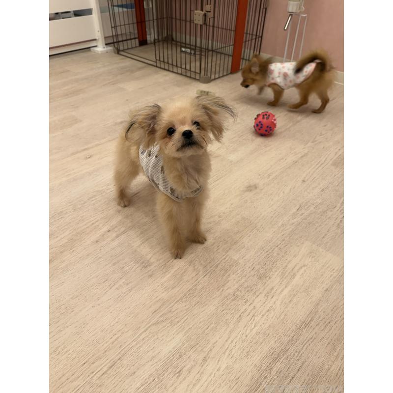 販売中の山形県のポメマル:ポメラニアン×マルチーズ-402370の3枚目