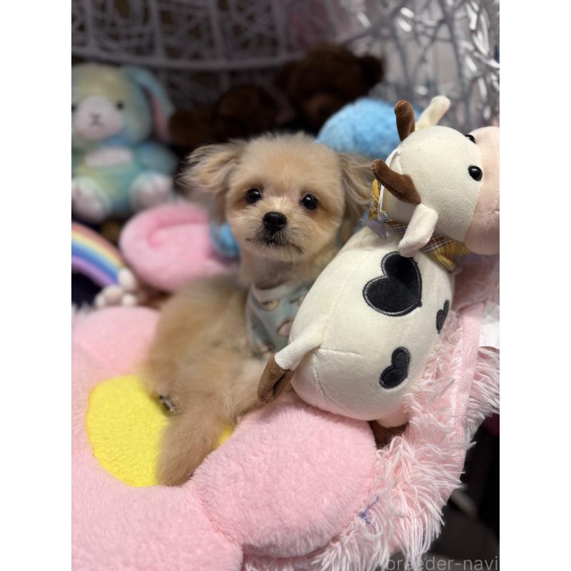 販売中の山形県のポメマル:ポメラニアン×マルチーズ-402370の2枚目