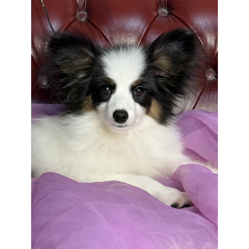 販売中の三重県のパピヨン-428518の6枚目