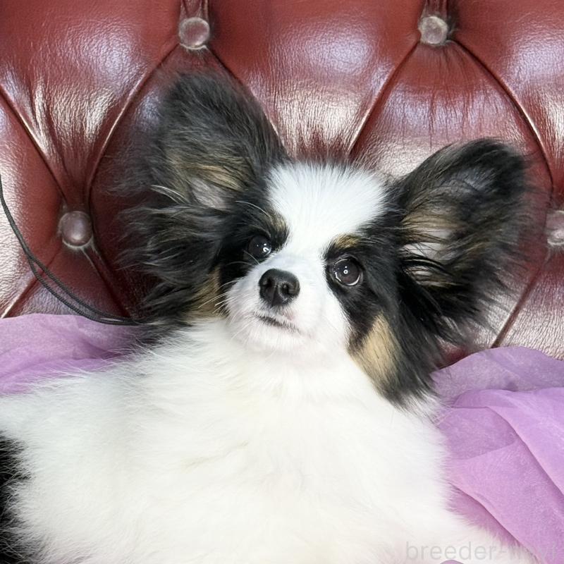 販売中の三重県のパピヨン-428518の5枚目