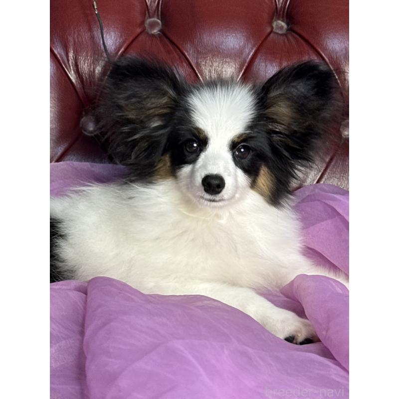 販売中の三重県のパピヨン-428518の4枚目