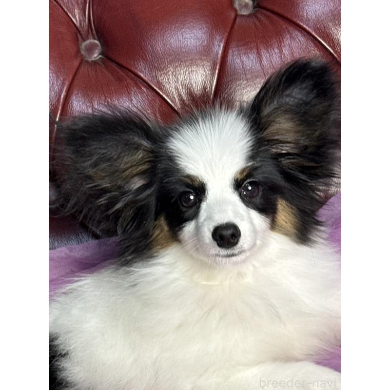 販売中の三重県のパピヨン-428518の3枚目