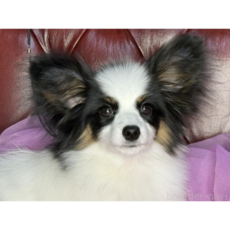 販売中の三重県のパピヨン-428518の2枚目