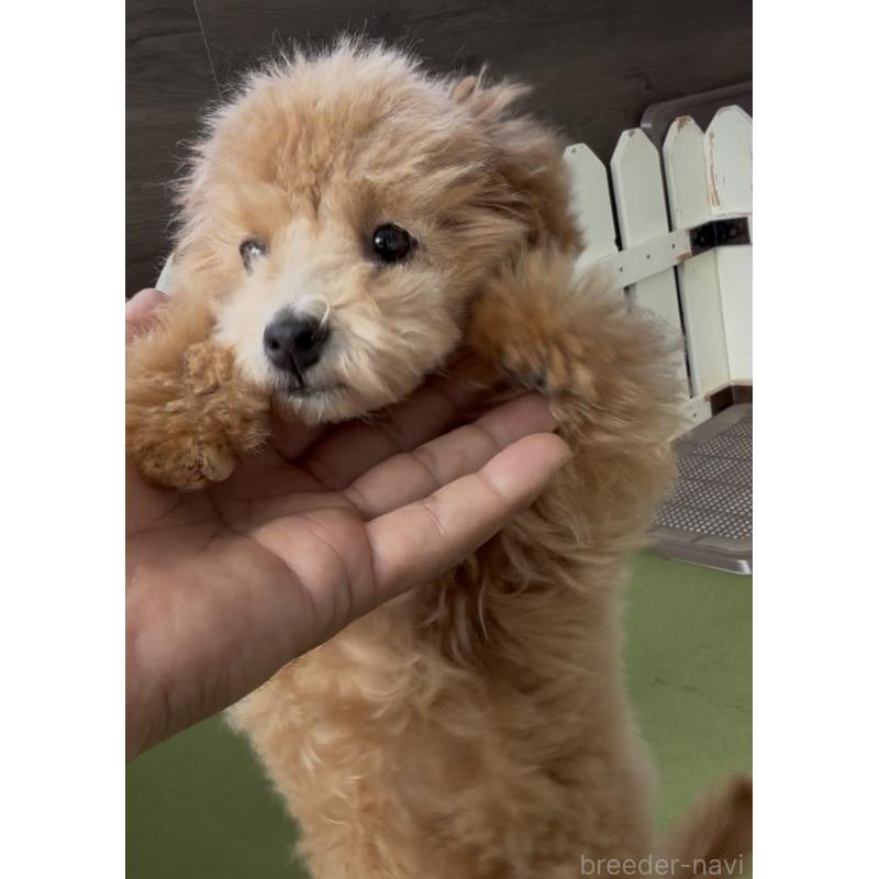 販売中の福岡県のタイニープードル-418857の4枚目