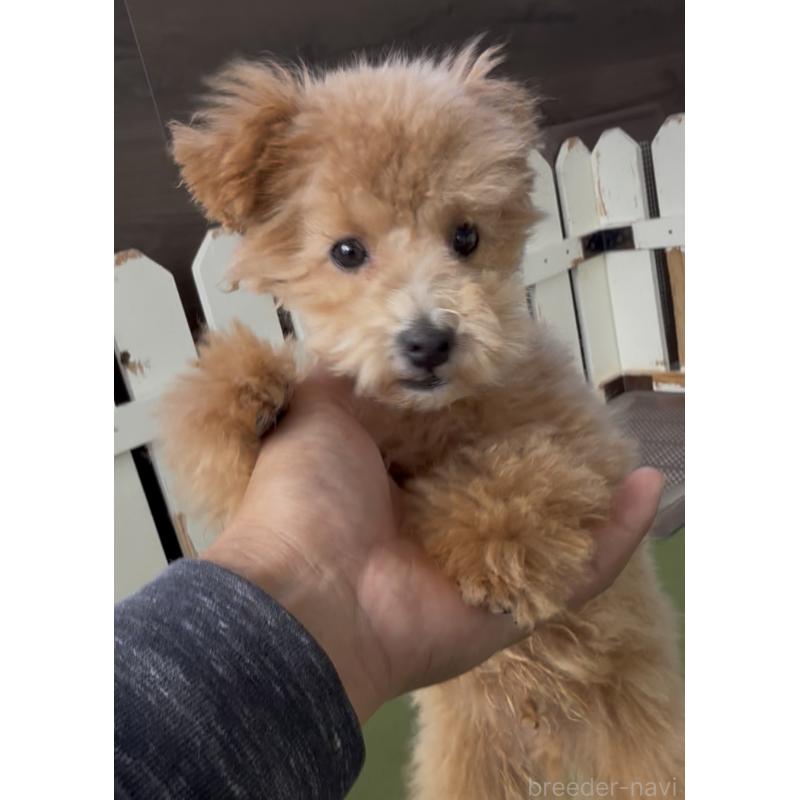 販売中の福岡県のタイニープードル-418857の3枚目