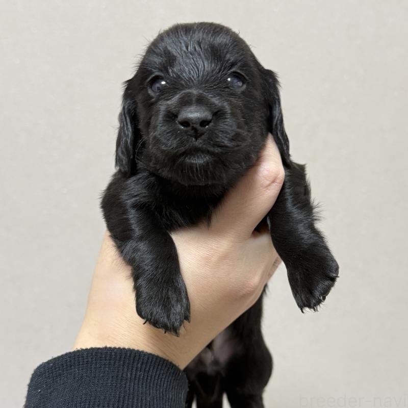 販売中の栃木県のミニチュアダックスフンド(ロングヘアード)-431713