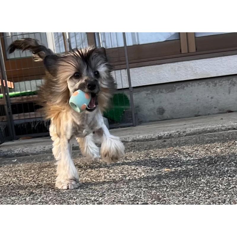 販売中の長野県のチャイニーズクレステッドドッグ-432280の3枚目