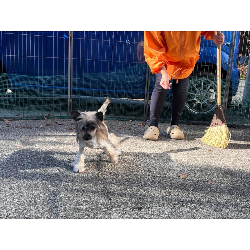 販売中の長野県のチャイニーズクレステッドドッグ-432280の2枚目