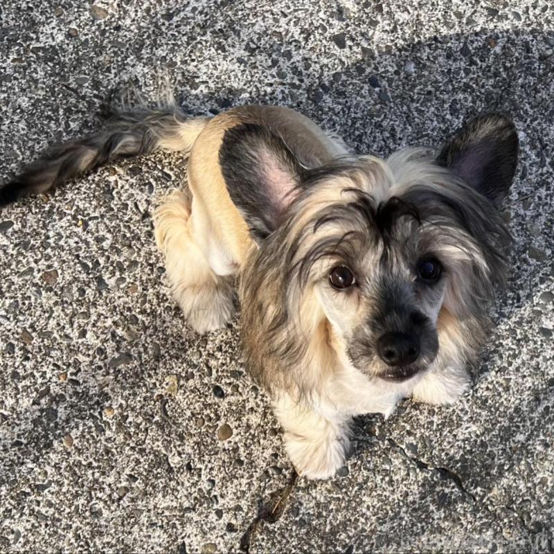 販売中の長野県のチャイニーズクレステッドドッグ-432280