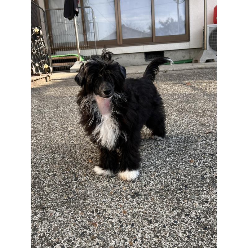 販売中の長野県のチャイニーズクレステッドドッグ-432281の3枚目