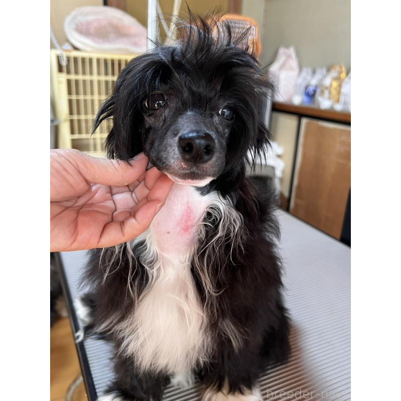 販売中の長野県のチャイニーズクレステッドドッグ-432281の2枚目