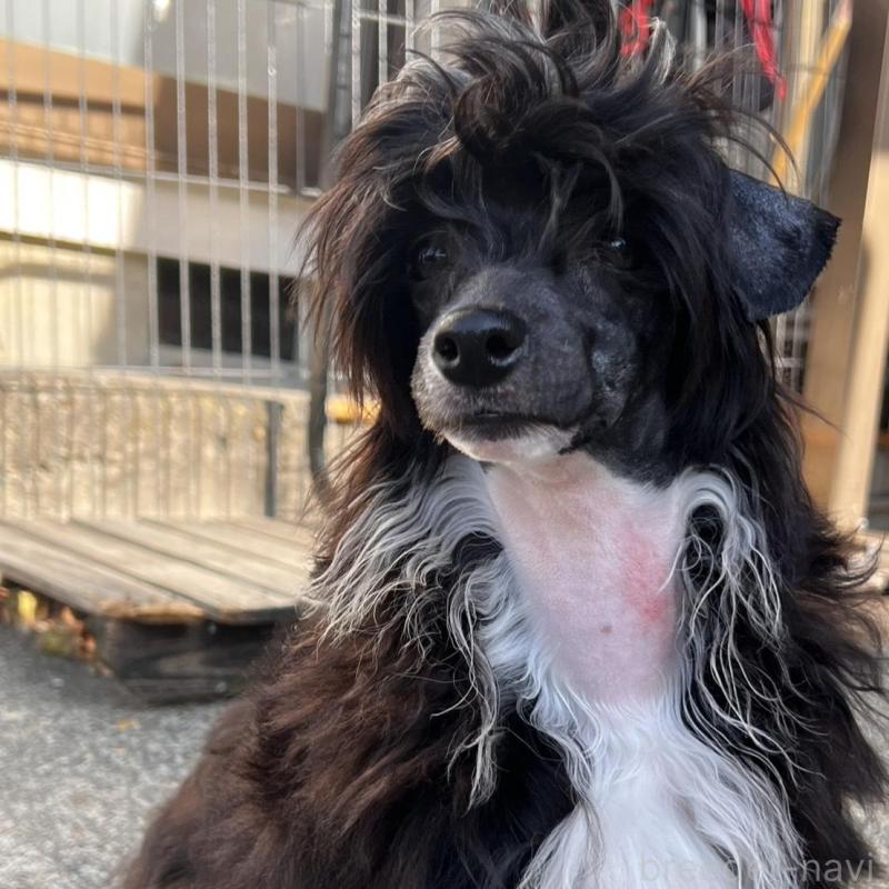 販売中の長野県のチャイニーズクレステッドドッグ-432281