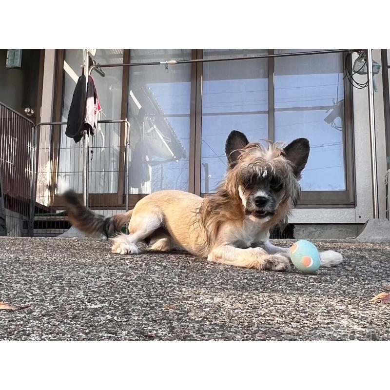 販売中の長野県のチャイニーズクレステッドドッグ-432282の2枚目