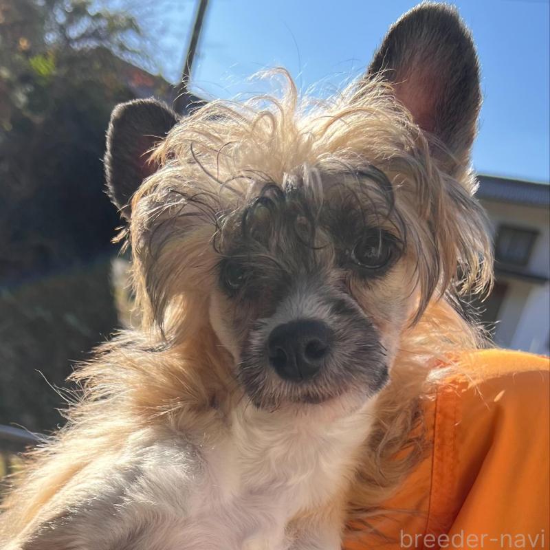 販売中の長野県のチャイニーズクレステッドドッグ-432282