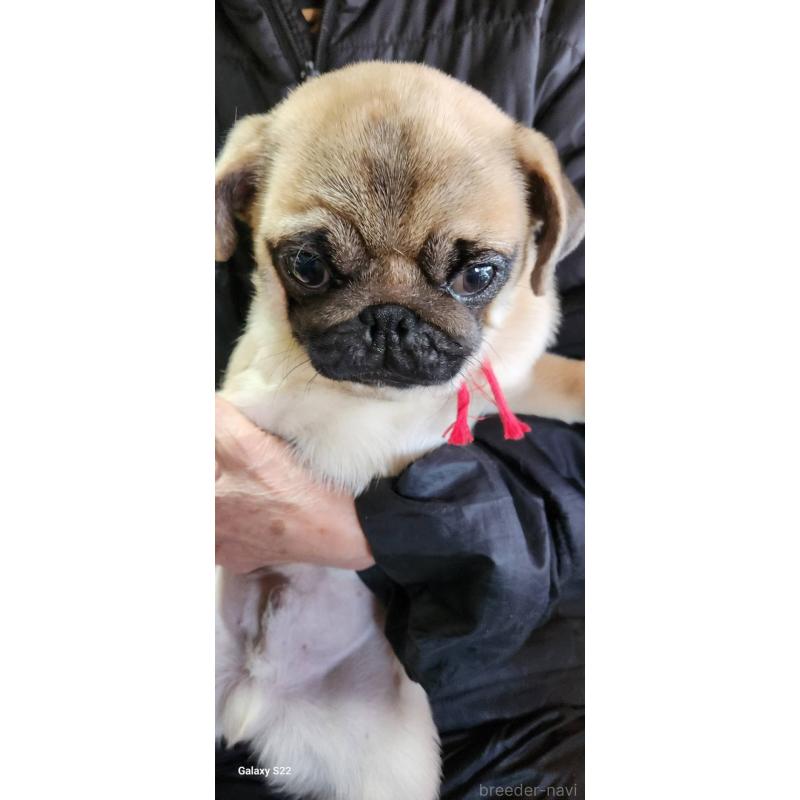 販売中の福岡県のパグ-432284の7枚目