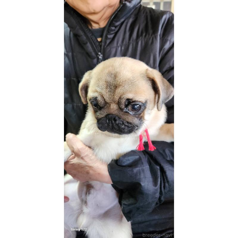 販売中の福岡県のパグ-432284の6枚目