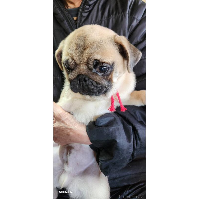 販売中の福岡県のパグ-432284の5枚目