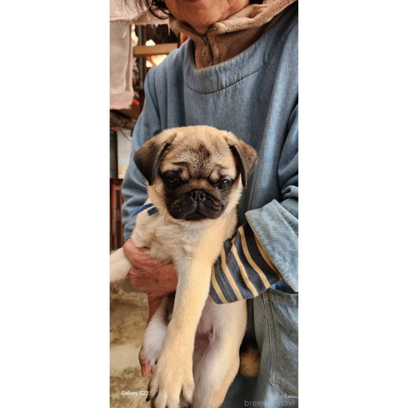 販売中の福岡県のパグ-432284の4枚目