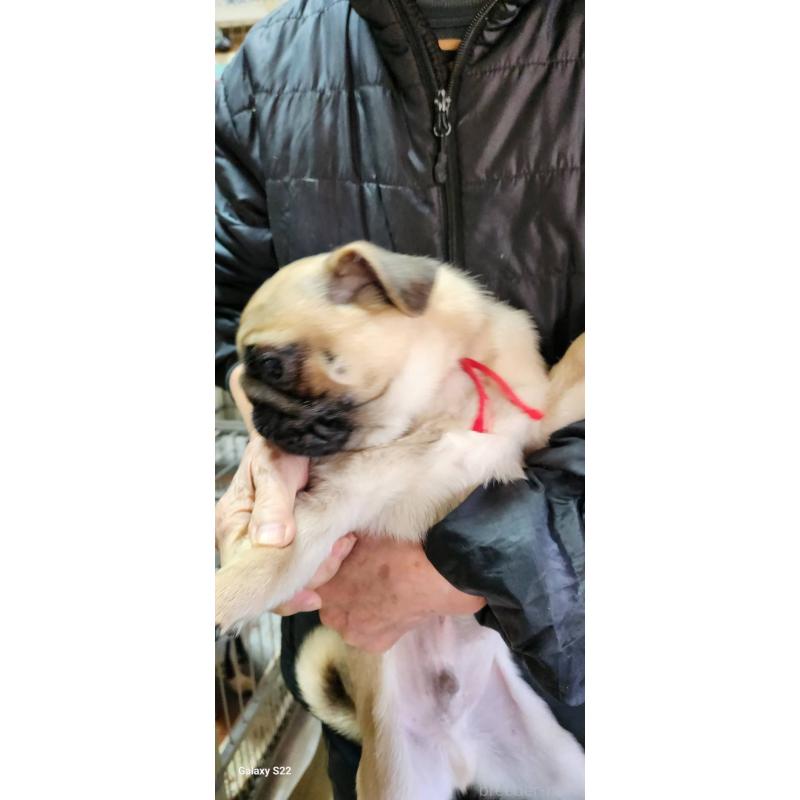 販売中の福岡県のパグ-432284の3枚目