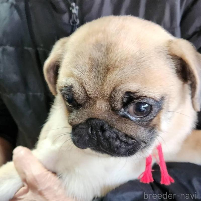 販売中の福岡県のパグ-432284の1枚目