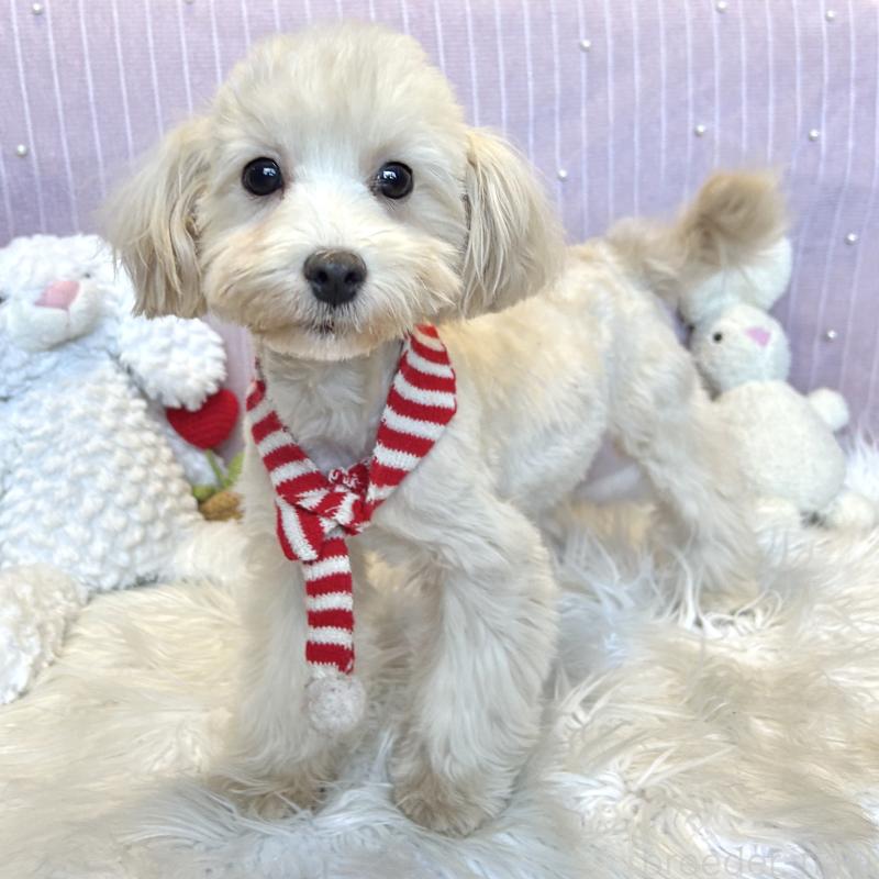 販売中の栃木県のマルプー:マルチーズ×トイプードル-416355