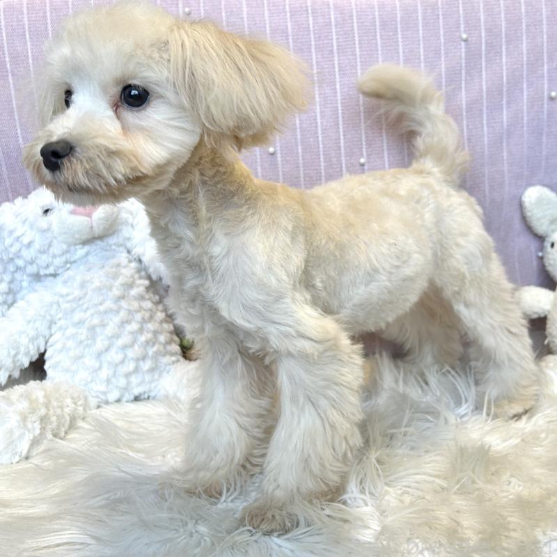 販売中の栃木県のマルプー:マルチーズ×トイプードル-416355の14枚目