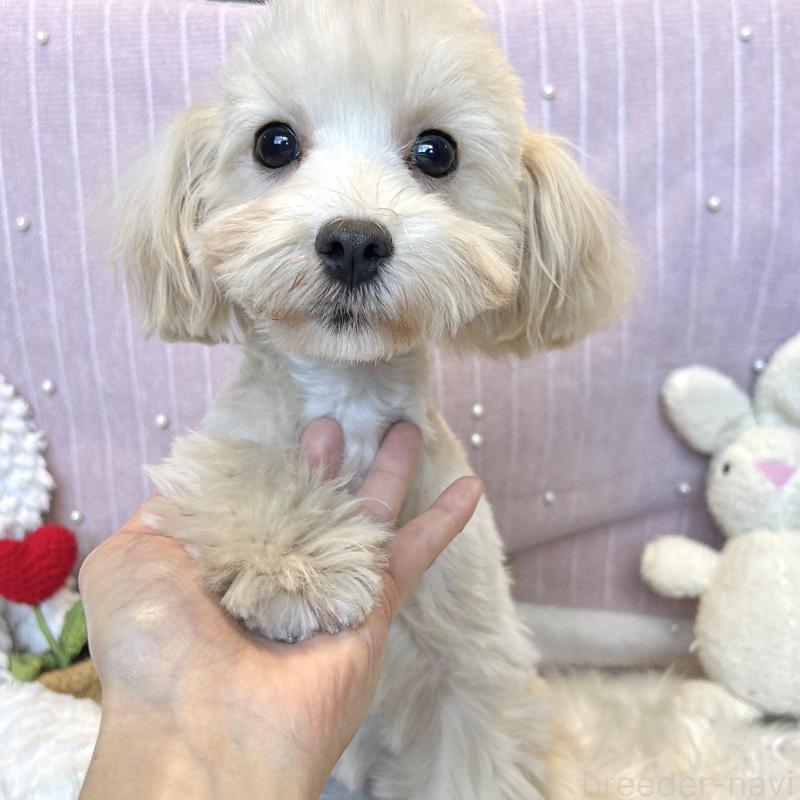 販売中の栃木県のマルプー:マルチーズ×トイプードル-416355の13枚目