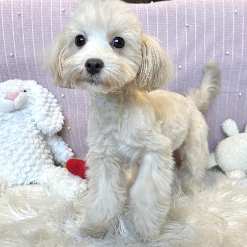 販売中の栃木県のマルプー:マルチーズ×トイプードル-416355の11枚目