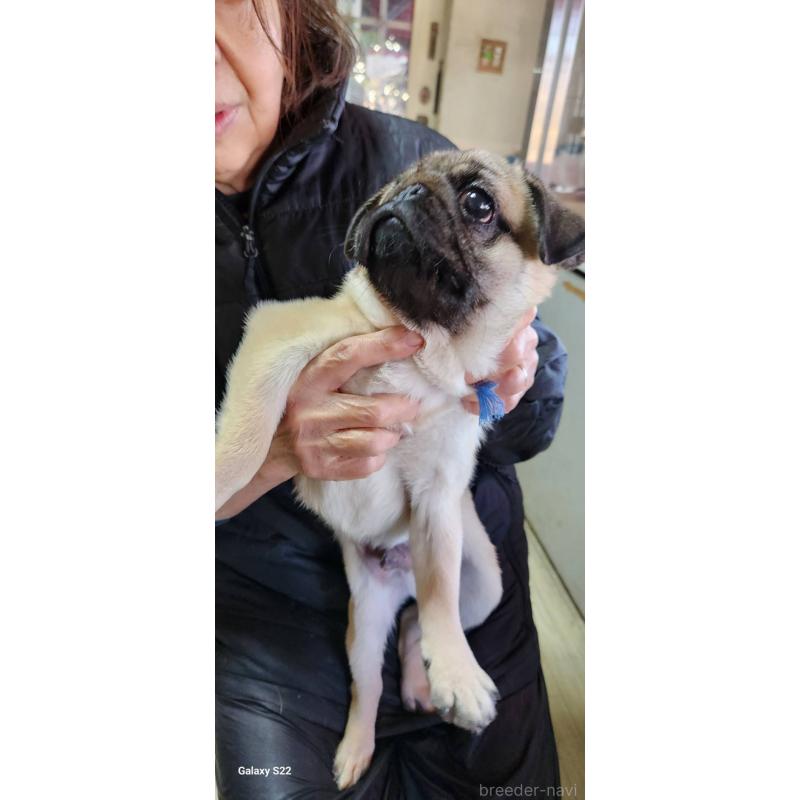 販売中の福岡県のパグ-432286の12枚目