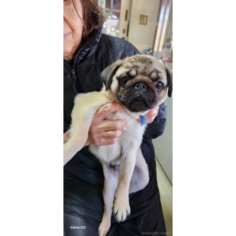 販売中の福岡県のパグ-432286の11枚目