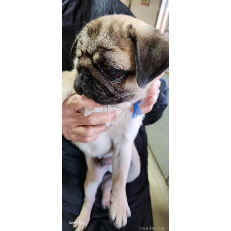販売中の福岡県のパグ-432286の10枚目