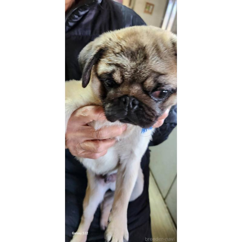 販売中の福岡県のパグ-432286の9枚目