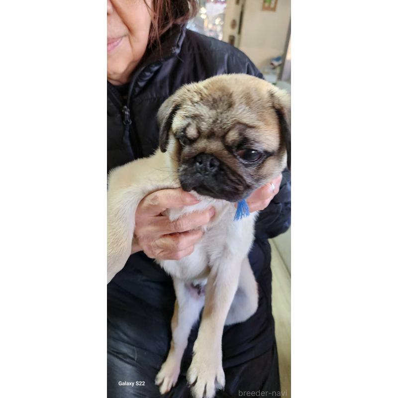 販売中の福岡県のパグ-432286の8枚目