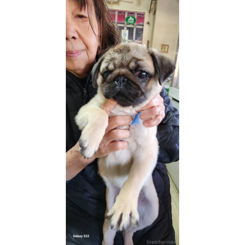 販売中の福岡県のパグ-432286の5枚目