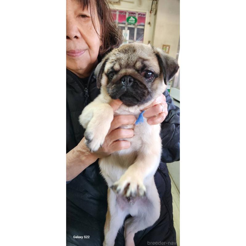 販売中の福岡県のパグ-432286の4枚目