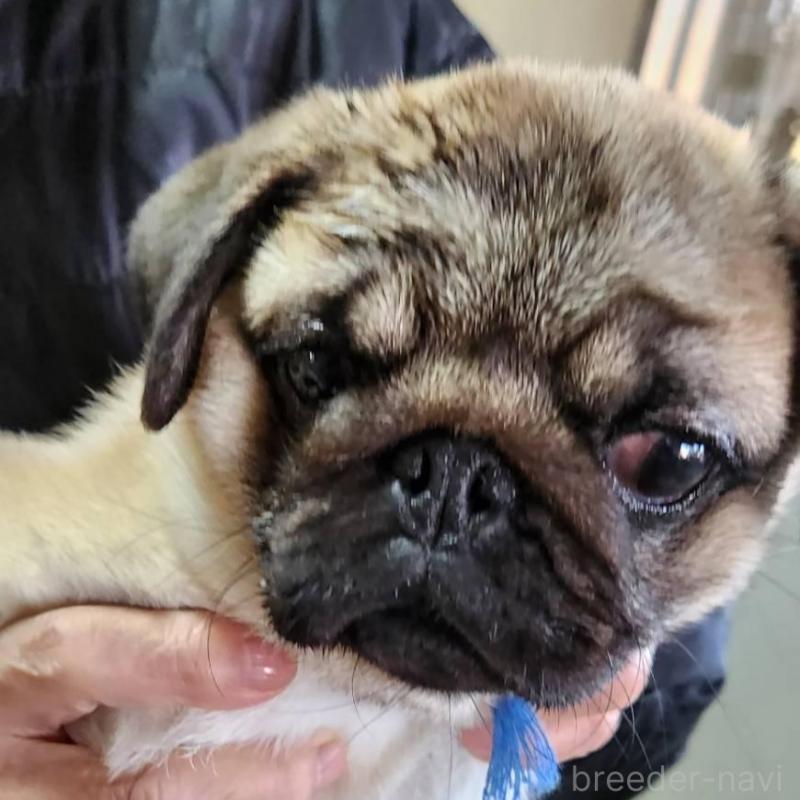 販売中の福岡県のパグ-432286