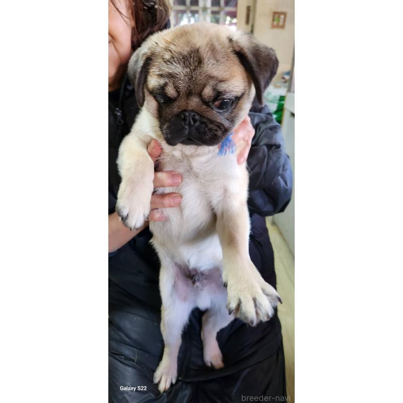 販売中の福岡県のパグ-432286の3枚目