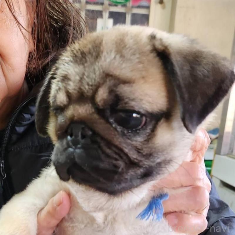 販売中の福岡県のパグ-432286の2枚目