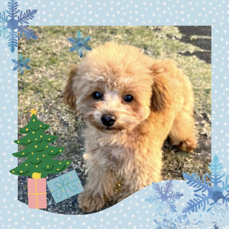 成約済ののトイプードル-410676