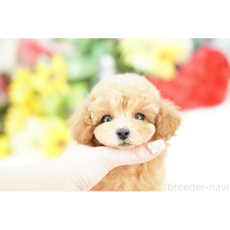 販売中の埼玉県のトイプードル-432287の5枚目