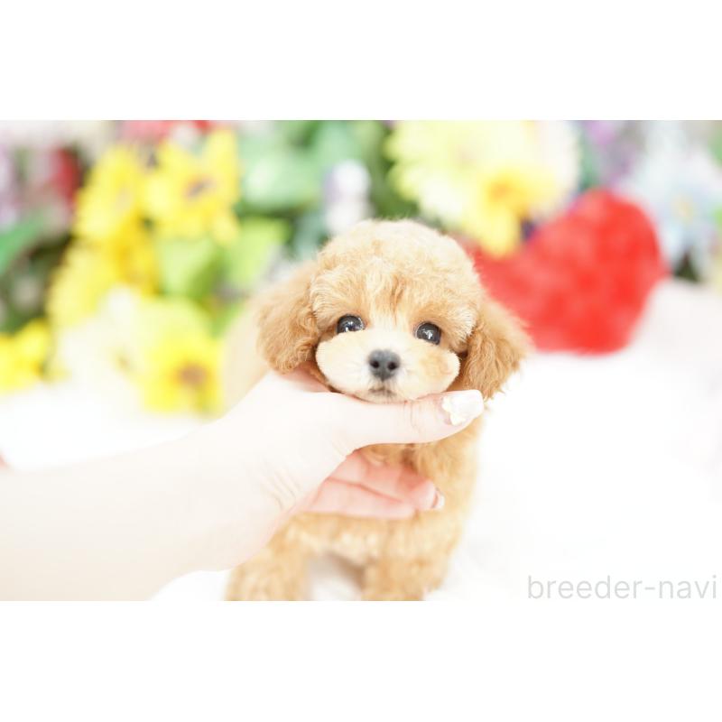 販売中の埼玉県のトイプードル-432287の4枚目