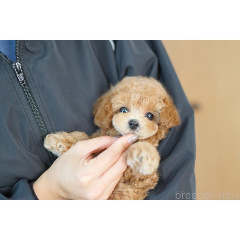 販売中の埼玉県のトイプードル-432287の2枚目