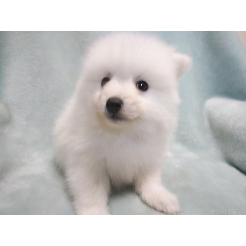 成約済の千葉県の日本スピッツ-427499の5枚目