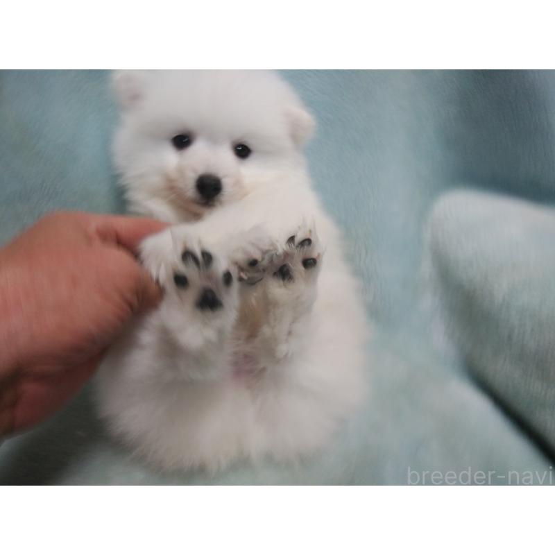 成約済の千葉県の日本スピッツ-427499の4枚目