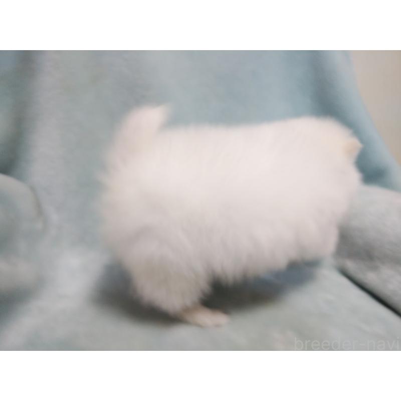 成約済の千葉県の日本スピッツ-427499の3枚目