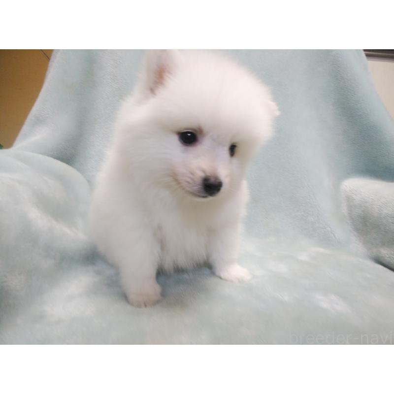 成約済の千葉県の日本スピッツ-427499の2枚目