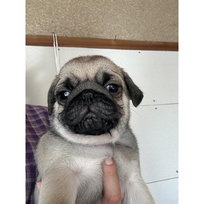 販売中の愛知県のパグ-428179