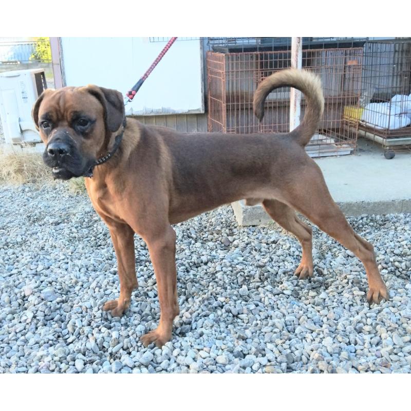 販売中の埼玉県のミックス犬-432285の2枚目