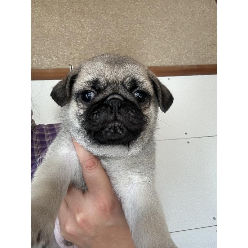 販売中の愛知県のパグ-428182