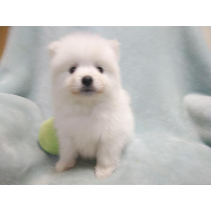 成約済の千葉県の日本スピッツ-427500の7枚目